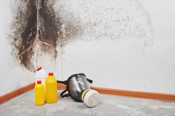 Best HVAC Mold Remediation in Barton, NM