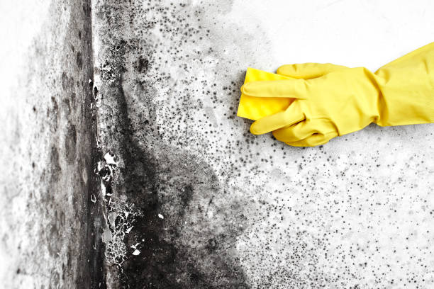 Best Post-Flood Mold Remediation in Barton, NM