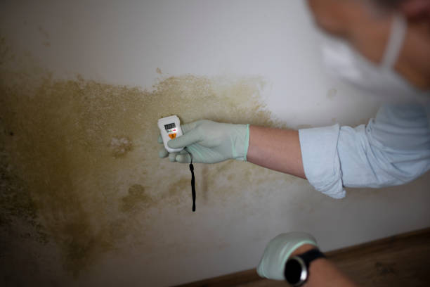 Reliable Barton, NM Mold Remediation Solutions
