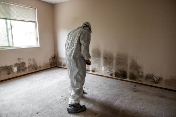 Best Basement Mold Remediation in Barton, NM