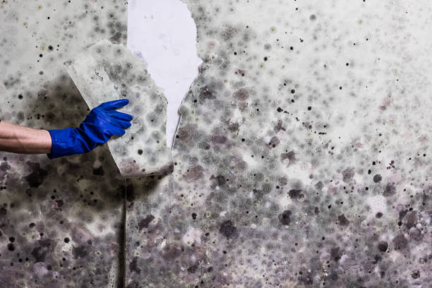 Best Attic Mold Remediation in Barton, NM