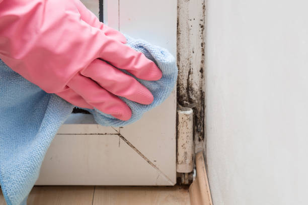 Best Black Mold Remediation in Barton, NM