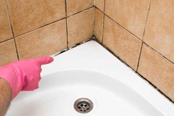 Best White Mold Remediation in Barton, NM